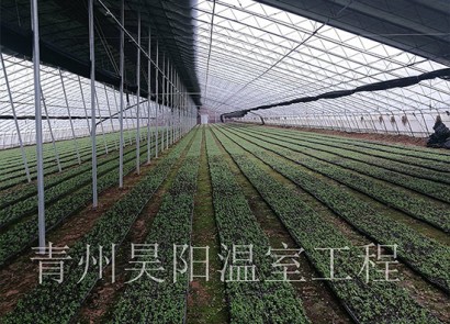 诸城浩天药业甜叶菊基地