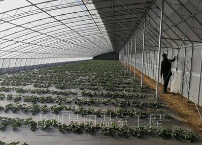淄博临淄合采草莓基地
